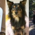 愛犬にオレンジシャ…