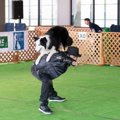 人も犬も音楽に合わ…