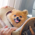 犬にNGな『キャリー…