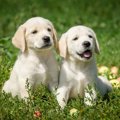 月齢別で見る子犬の…
