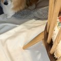 『シャンプー』と呟…