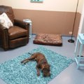 【保護犬大喜び！】…