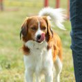 犬の『舌』でわかる…