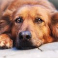 犬のてんかん発作の…