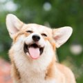 犬は『耳』で飼い主…