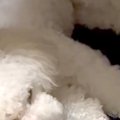 眠りながらピクピク…