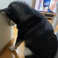 テレビに出ているイ…