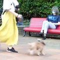 犬の散歩中に『パパ…