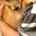 お風呂が大嫌いな犬→…