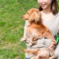 犬の『抱っこ』でや…