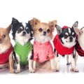 犬に『洋服』が必要…