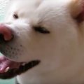 『暑い日の散歩は水…
