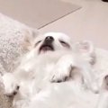 『落ち着くのそれ…？…