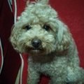 不用犬と言われた&qu…