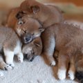 子犬が夢に出てくる…