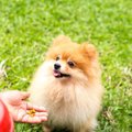 犬がご飯を食べない…