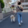 走るはしる！どこに…