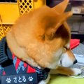 散歩の準備をしてい…