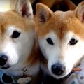 仲良し柴犬親子の超…