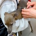 動物病院で注射を打…