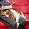 犬が飼い主のお腹の…
