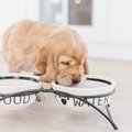 犬の留守番前に必ず…