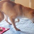 お寺で放置されてい…