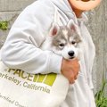 生後2ヶ月の子犬と写…