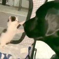 捨てられた子猫を保…