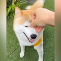 『目ヤニ取ろう』犬…