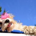 犬の『夏バテ症状』…