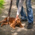 犬が『人間不信』に…