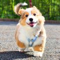 子犬が『お散歩の練…