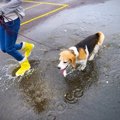 雨の日は犬を散歩に連れていくべき？行かない時の過ごし方や注意点