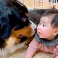 『赤ちゃんと大型犬…