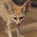 イヌ科の動物まとめ
