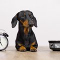 犬にご飯を与える時…