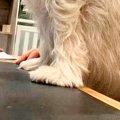 犬を預けたペットホ…