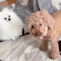 愛犬と実家のわんこ…