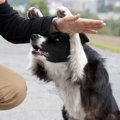 犬の好奇心を育てる