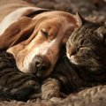 犬と他の動物との共…