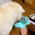 犬のために『ご飯が…