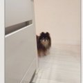ヌッシがキッチンで…