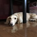 愛犬の粗相後の行動…