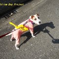 犬好きさんには知っ…