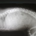 犬の変形性脊椎症と…