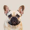 『鼻ぺちゃ犬』の飼…