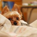 犬が布団をホリホリ…