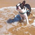 犬の体温は体調のバ…