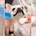 犬が『シャワーを浴…